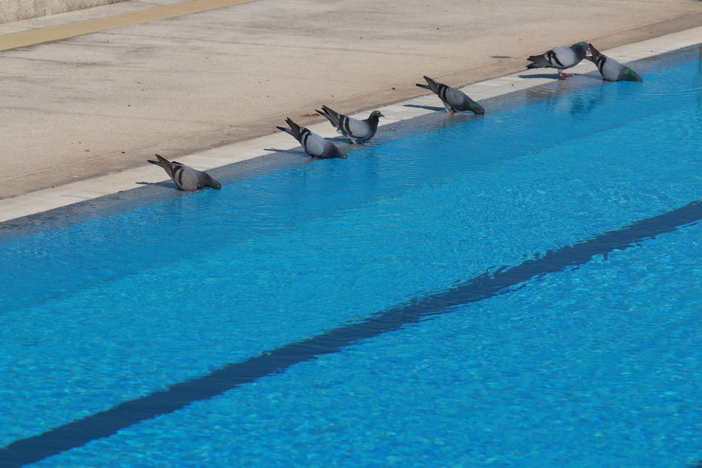 A closeup photo of a swimming pool where several pigeons are drinking out of.